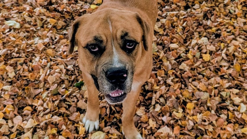 El Control de Animales del Condado Summit reduce las tarifas de adopción de perros a $28...