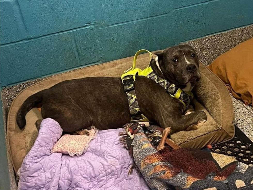 Un perro del noreste de Ohio que esperó 5 años y medio en un refugio finalmente fue adoptado