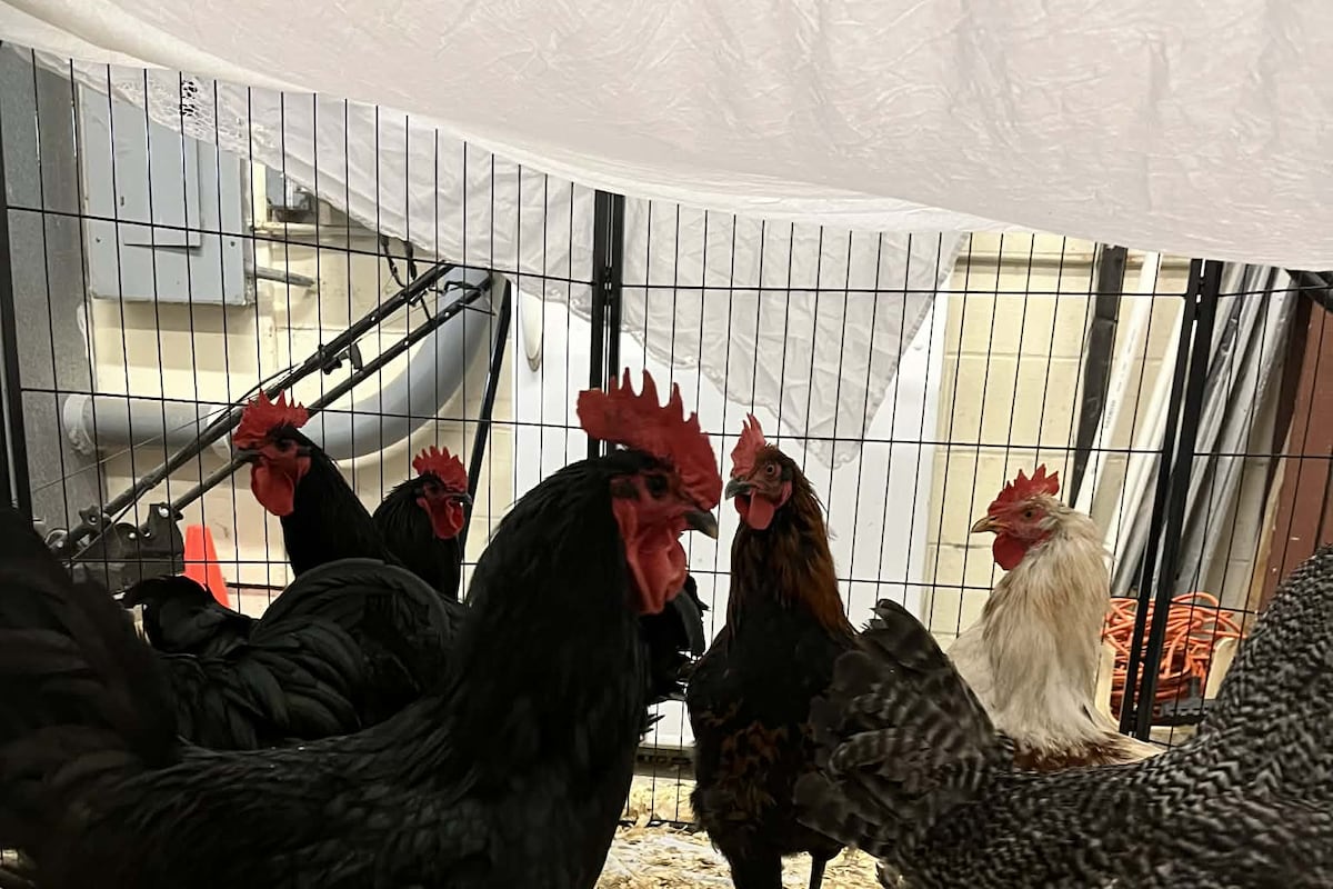 preloaded gallery image