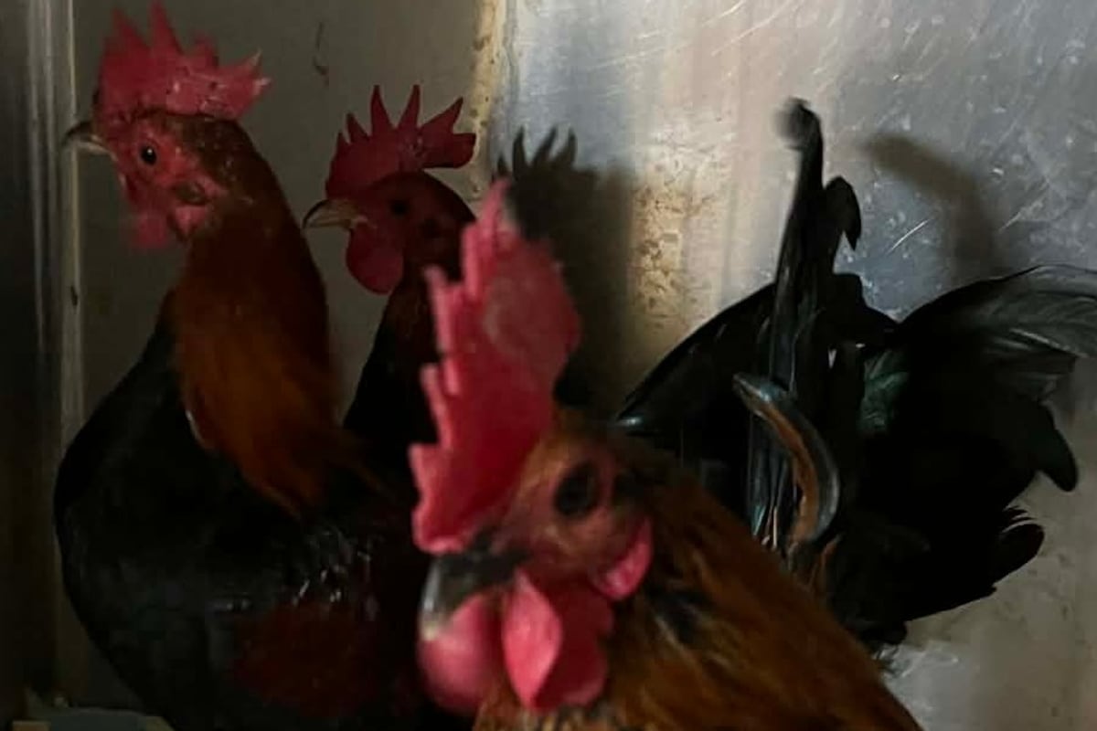 preloaded gallery image