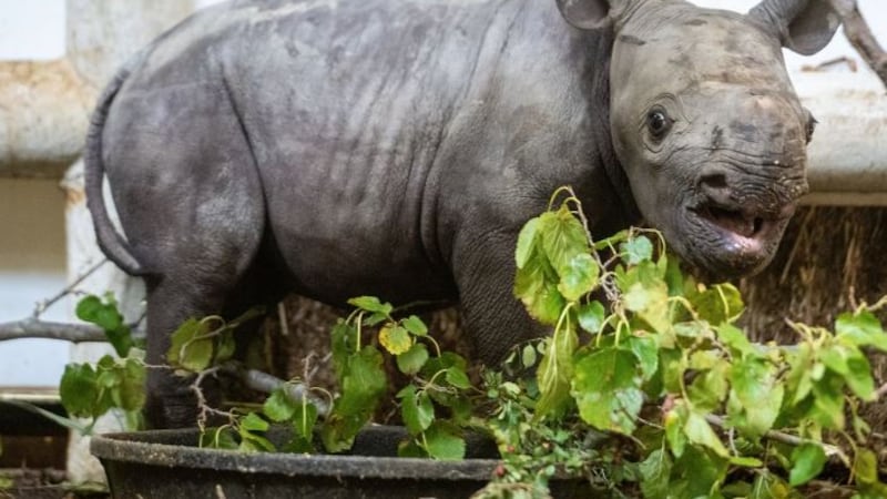 Cría de rinoceronte nacida en el zoológico.