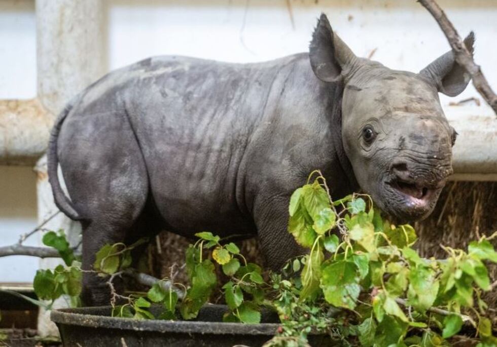 Cría de rinoceronte nacida en el zoológico.
