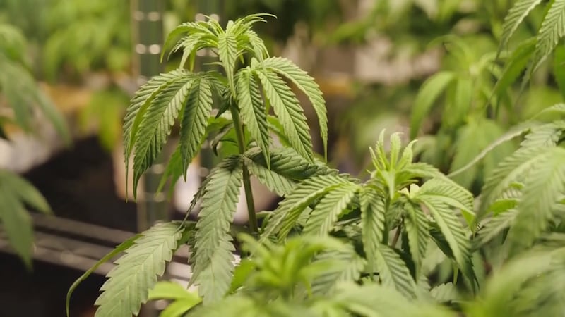 cultivo de marihuana