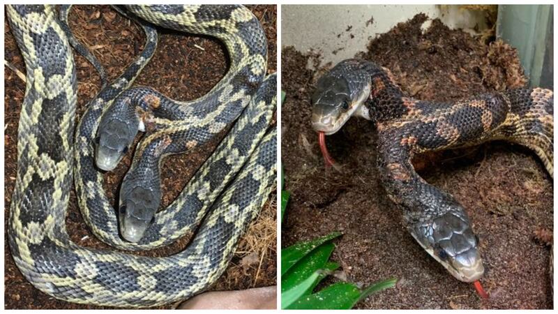 Serpiente de dos cabezas en el Zoológico de Cameron Park