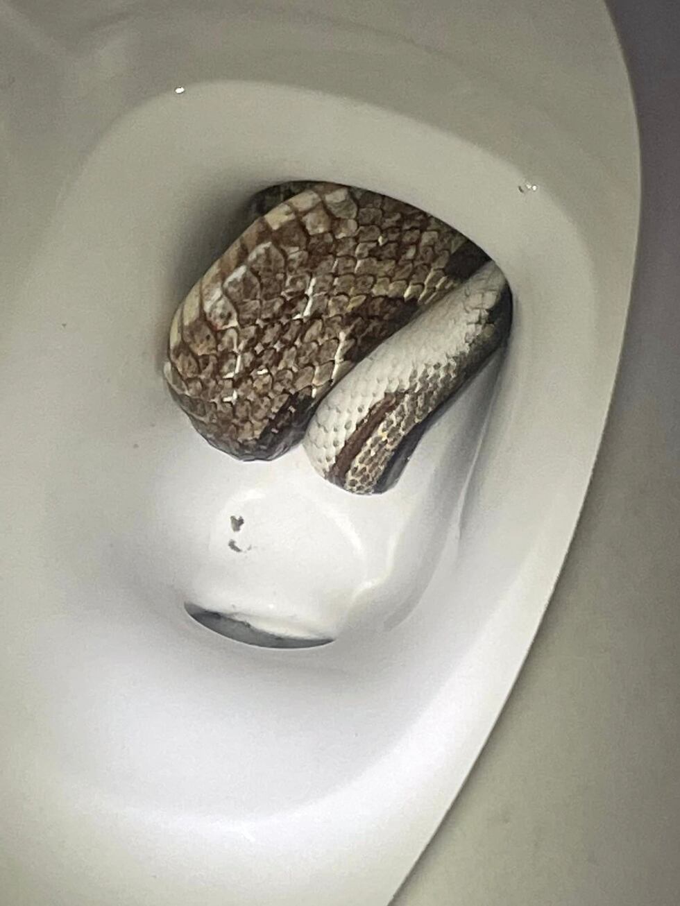 Hallan serpiente en baño y llaman a la policía.
