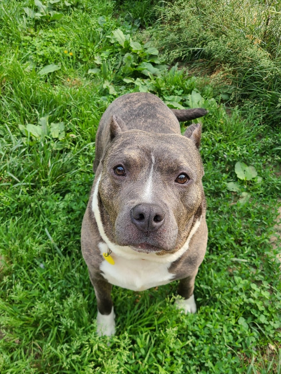 Un perro del noreste de Ohio que esperó 5 años y medio en un refugio finalmente fue adoptado