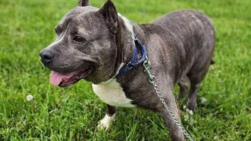 Rutger en el refugio Healthy Hearts and Paws Project en Warren, Ohio