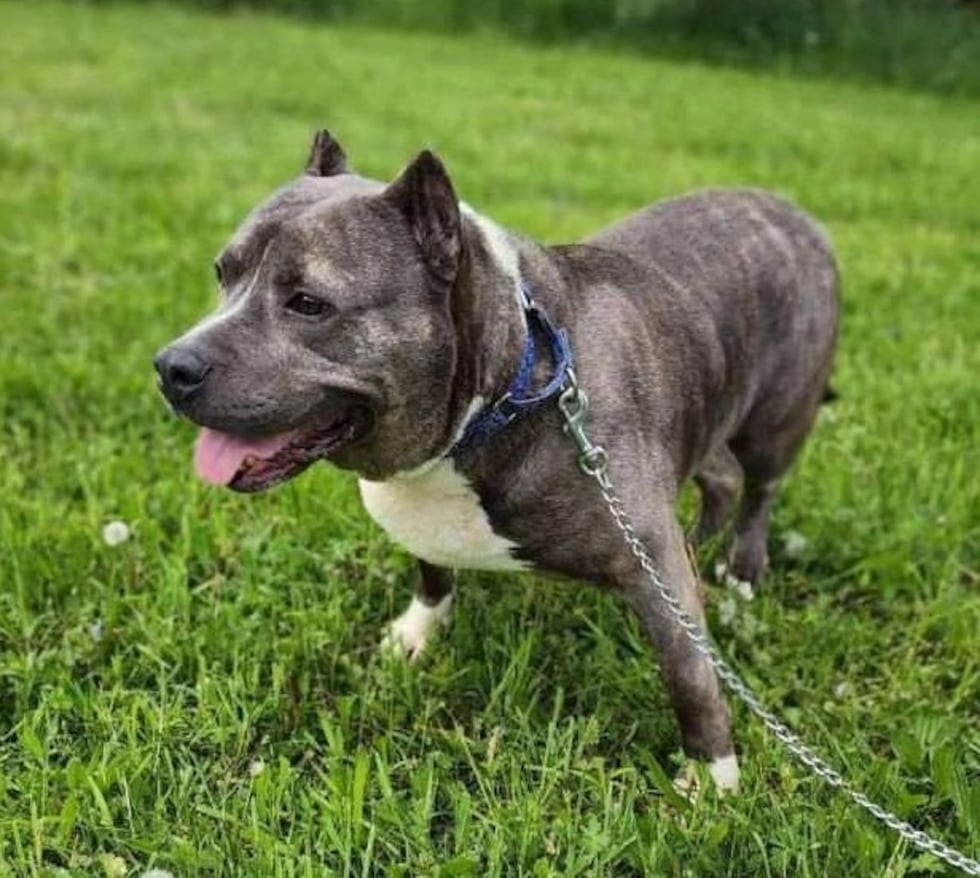 Rutger en el refugio Healthy Hearts and Paws Project en Warren, Ohio