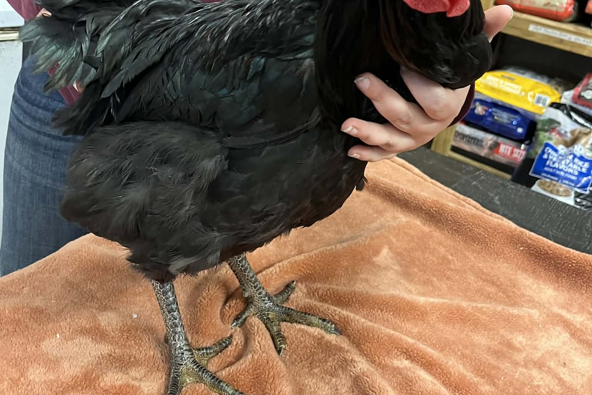 preloaded gallery image