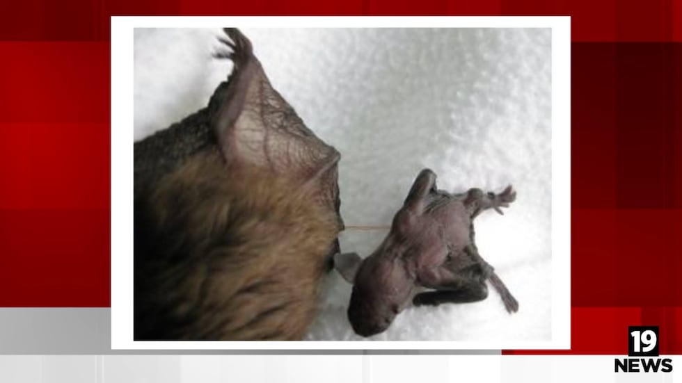 Mysterious illness affecting bat pups; Ohio wildlife officials seek public reports