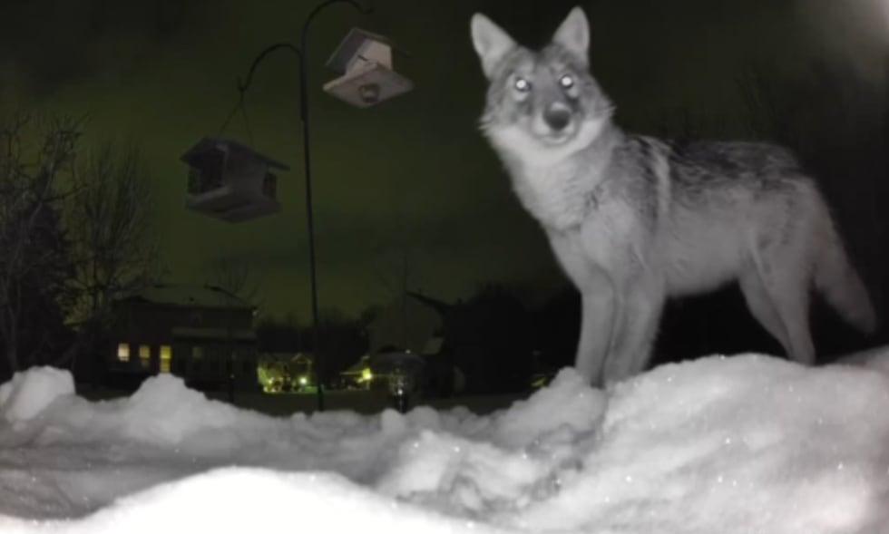 Es la época del año en la que los coyotes están extremadamente activos. Hay varias cosas que...