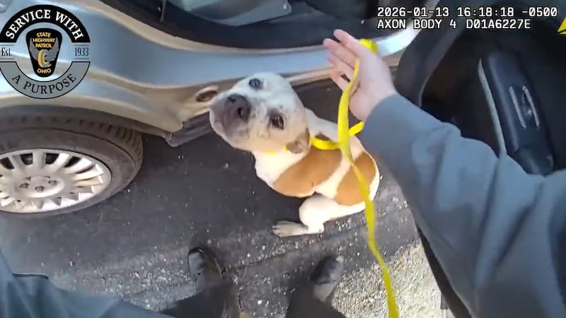 La Patrulla de Carreteras de Ohio rescata a una perrita de una autopista en el condado Cuyahoga