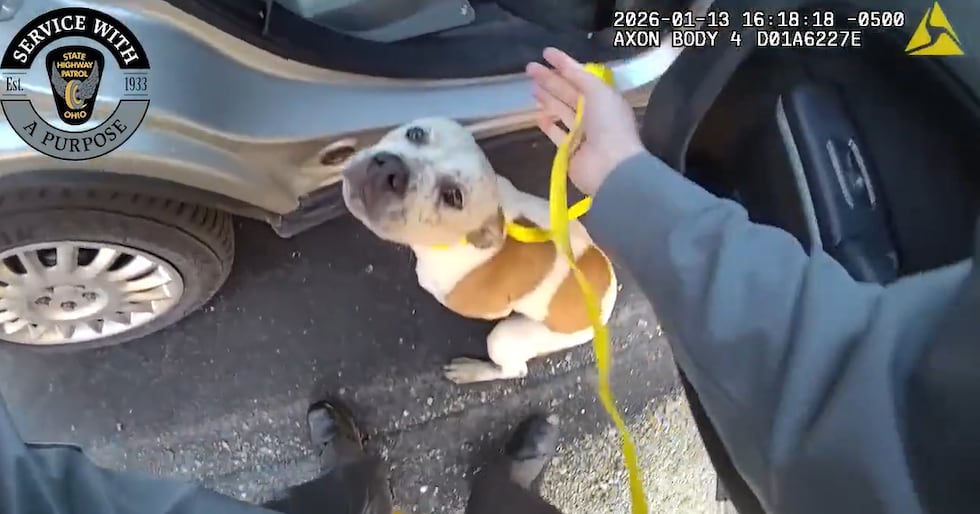 La Patrulla de Carreteras de Ohio rescata a una perrita de una autopista en el condado Cuyahoga