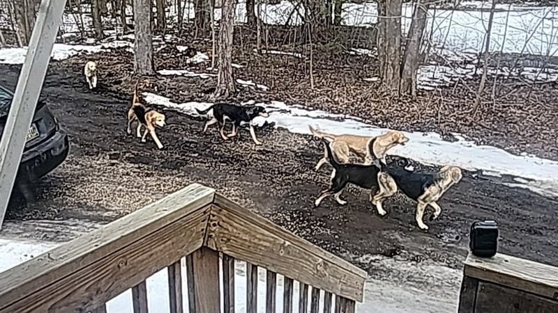Manada de perros sueltos en los condados de Ashtabula y Lake