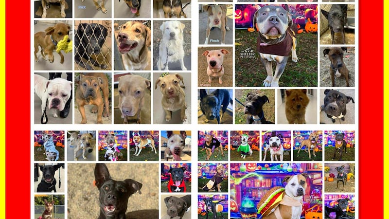 El refugio de perros del condado de Stark está “más allá de su máxima capacidad ”