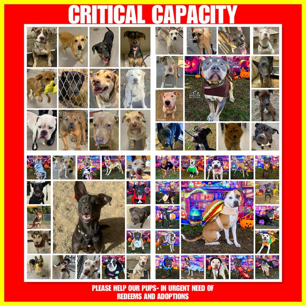 El refugio de perros del condado de Stark está “más allá de su máxima capacidad ”