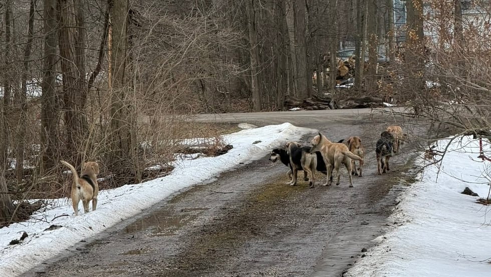 Manada de perros sueltos en los condados de Ashtabula y Lake