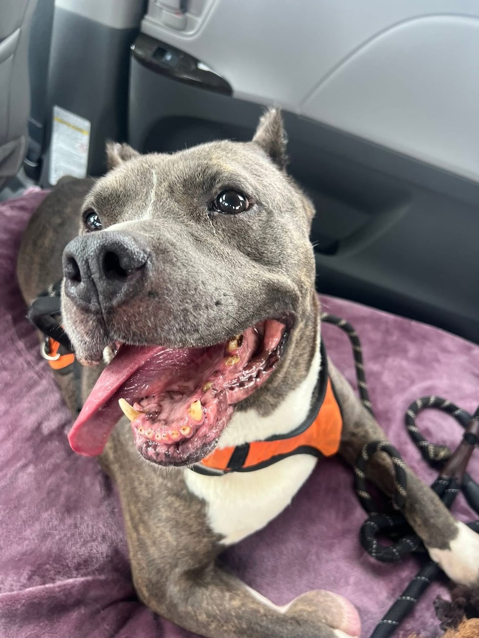 Un perro del noreste de Ohio que esperó 5 años y medio en un refugio finalmente fue adoptado