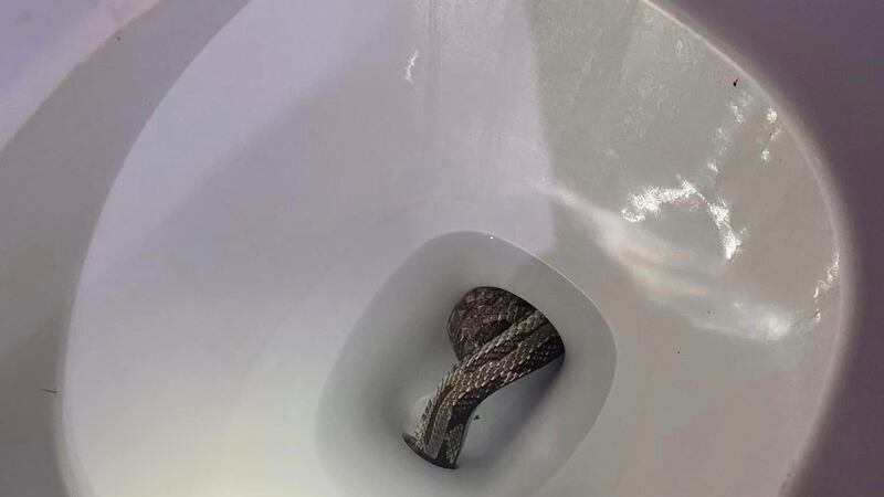 Viral: encuentran serpiente en el inodoro y llaman a la policía.