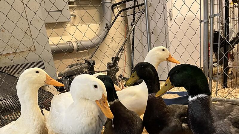 Patos y gallos entregados a la Friendship APL necesitan ser adoptados