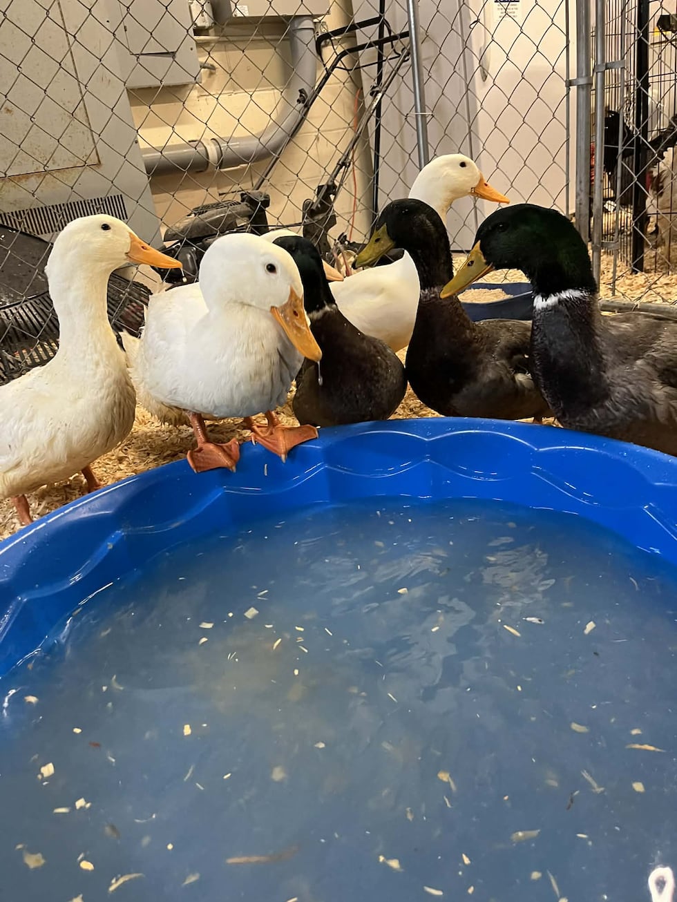 Patos y gallos entregados a la Friendship APL necesitan ser adoptados