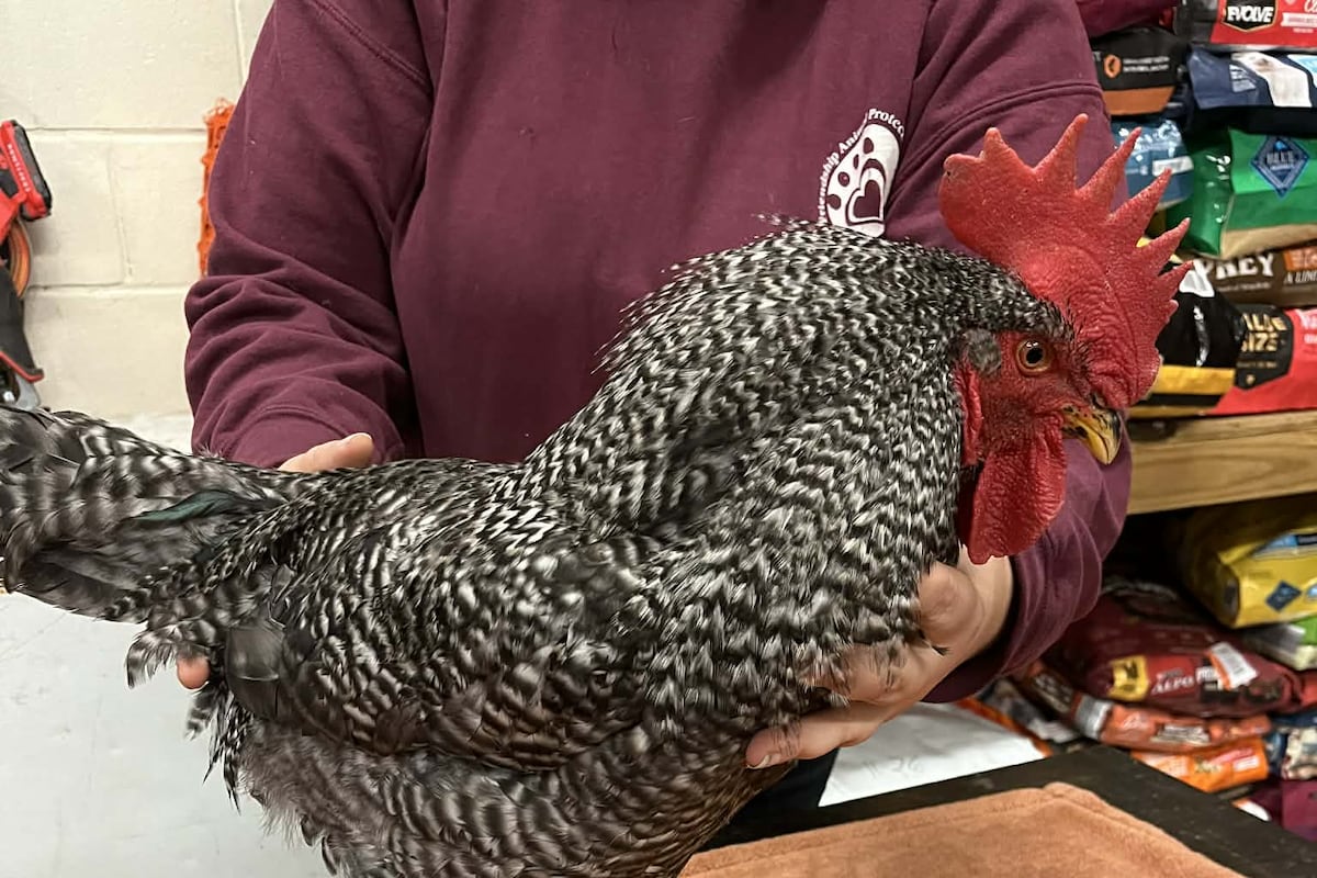 preloaded gallery image