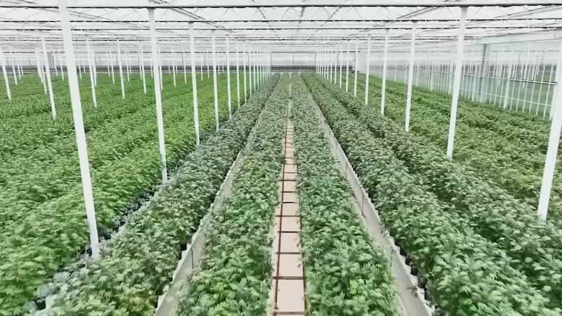 Marihuana recreativa