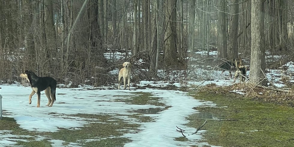Manada de perros sueltos en los condados de Ashtabula y Lake