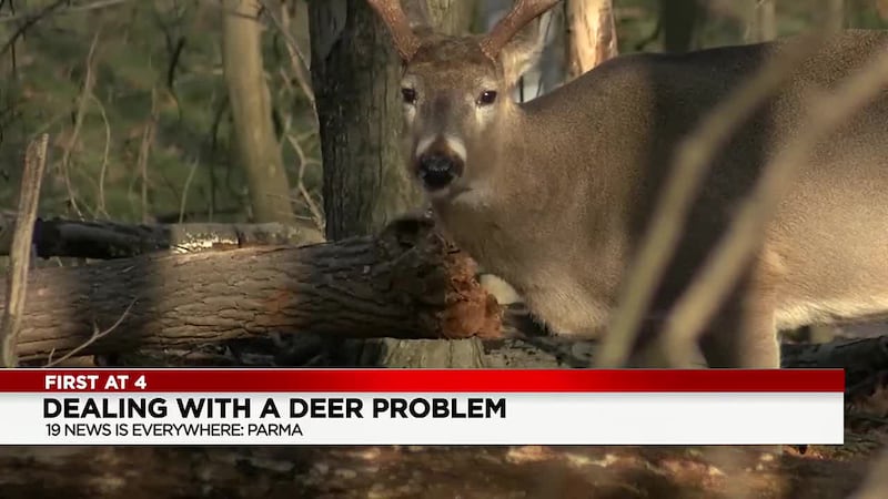 City of Parma implements deer culling program