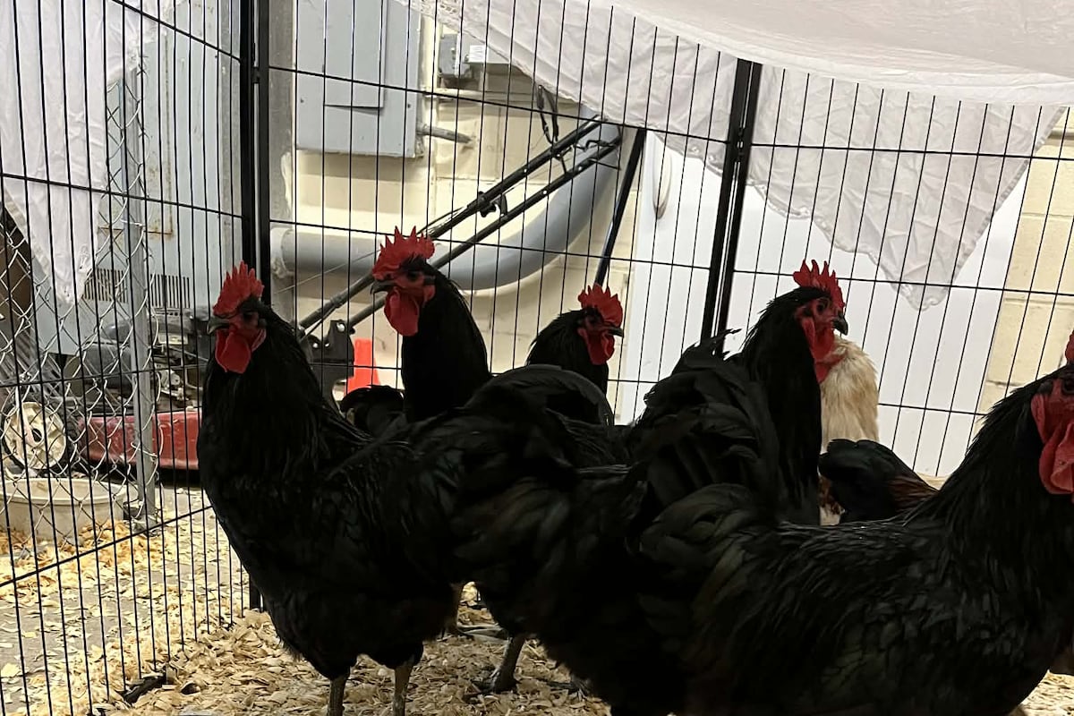 preloaded gallery image