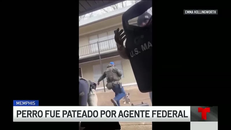 Sale volando un perro luego de ser pateado dos veces por un agente federal en Memphis, durante...