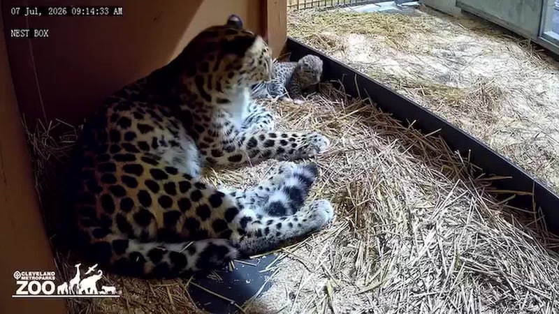 El Zoológico Cleveland Metroparks anunció en redes sociales el nacimiento de una cría de...